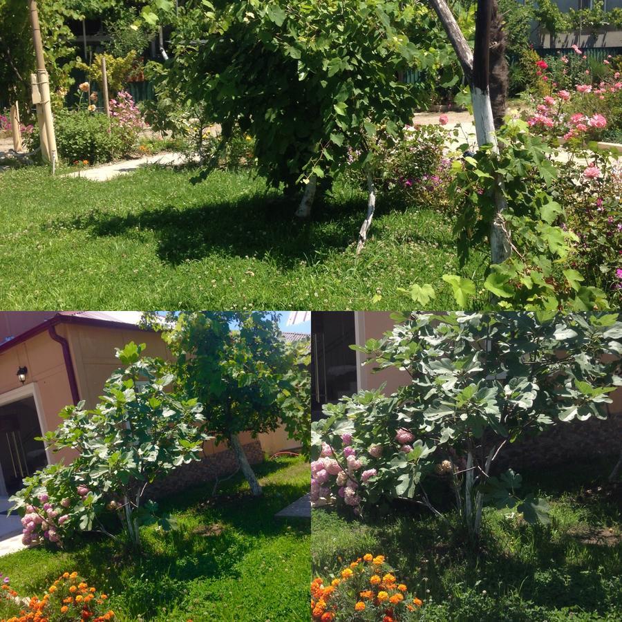 Inn Aхчыпсы Gagra Exteriör bild